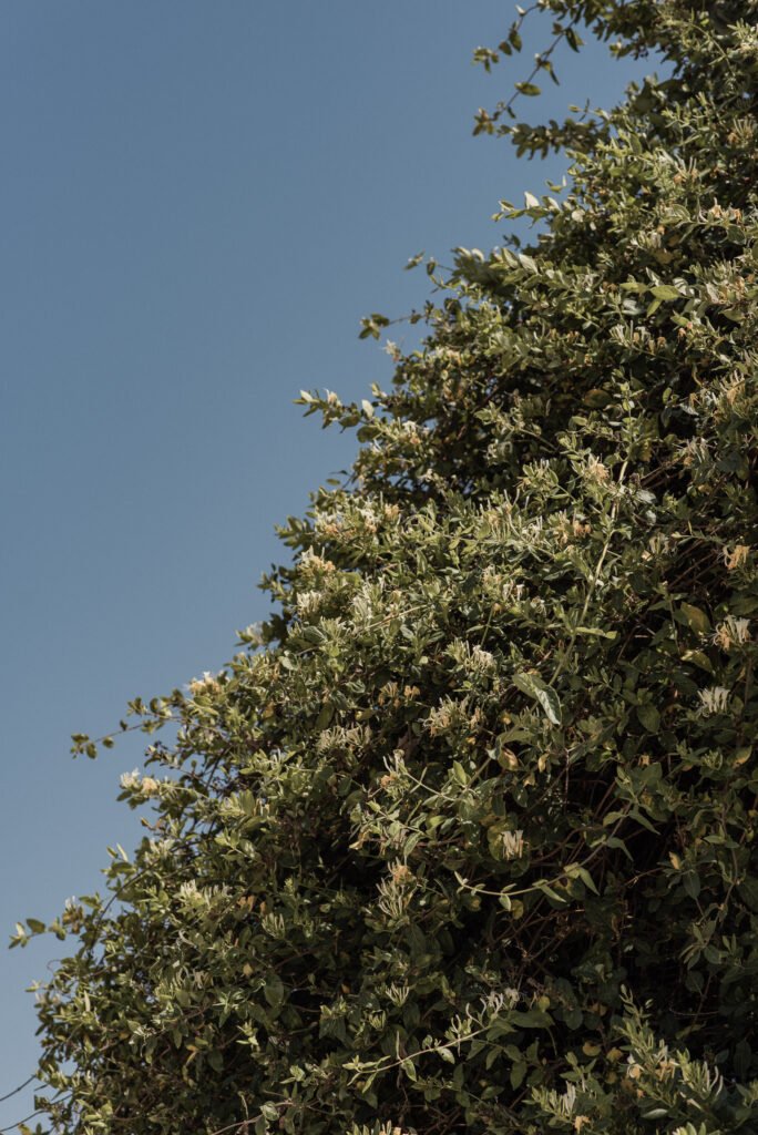 Lithies Organic Farm Zakynthos - Slow Living