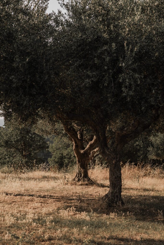 Lithies Organic Farm Zakynthos - Slow Living